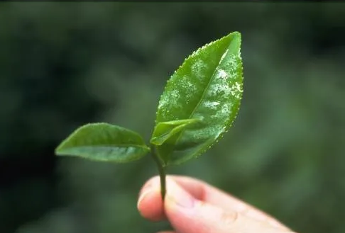遠紅外加熱技術在茶(cha)葉加工中(zhong)的應用